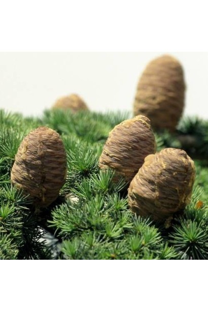 Кедр ліванський